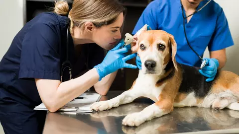 Constipația la câini - cum se tratează și la ce cabinet veterinar să te adresezi dacă ești din Suceava