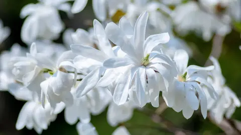 TOP 5 specii interesante de magnolie pentru o grădină ieșită din comun