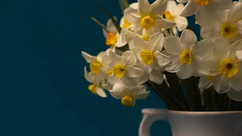 Legenda lui Narcis. Trufie și pedeapsă