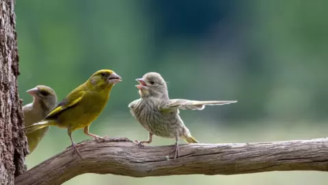 14 dintre cele mai amuzante fotografii de la Premiile Comedy Wildlife Photography Awards 2023