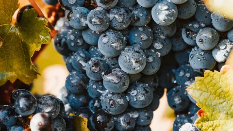 21 de crame româneşti participă la Prowein 2024, sub umbrela APEV România