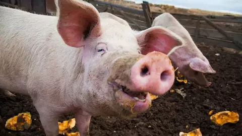 Medicii din China au reușit cu succes un transplant de rinichi de la porc la un om aflat în moarte cerebrală
