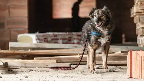 Campanie de conștientizare și strângere de fonduri pentru primul spital veterinar social