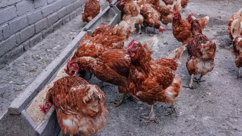 A apărut primul caz de deces din cauza gripei aviare, H5N2