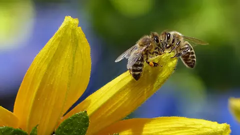 Cum să-ți întărești imunitatea cu ajutorul remediilor naturale: beneficiile polenului și ale altor produse apicole