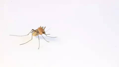 Spray-ul de țânțari, prietenul nostru de nădejde, de primăvara până toamna