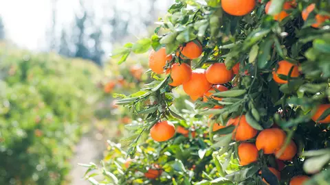 TOP 7 reţete delicioase cu fructe