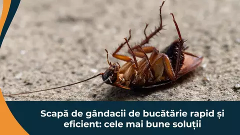 Scapă de gândacii de bucătărie rapid și eficient: cele mai bune soluții