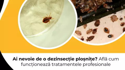 Ai nevoie de o dezinsecție ploșnițe? Află cum funcționează tratamentele profesionale