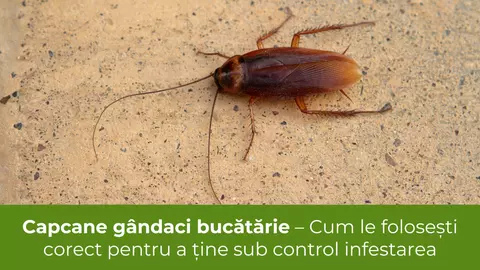 Capcane gândaci bucătărie – Cum le folosești corect pentru a ține sub control infestarea