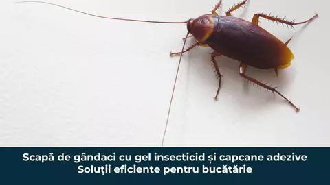 Scapă de gândaci cu gel insecticid și capcane adezive – soluții eficiente pentru bucătărie