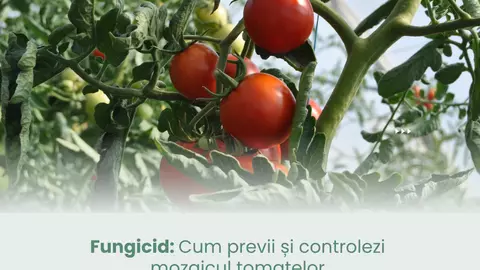 Fungicid: Cum previi și controlezi mozaicul tomatelor
