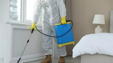 Cum scap de purici – cum te ajută serviciile profesionale de dezinsecție să elimini infestarea complet