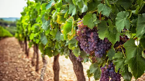 Ghid pentru viticultură: Cum eliminăm păduchele lânos al viței-de-vie și cum alegi cele mai bune insecticide agricole