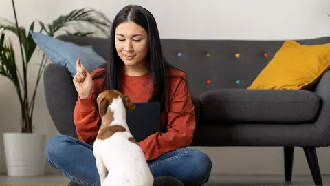 Ce înseamnă să lași pe cineva în grija animalului tău de companie?