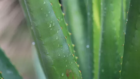 Aloe vera pentru detox: suplimentul bine ales contează mai mult decât efectul laxativ