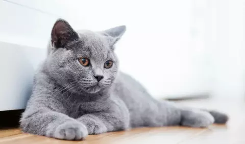 Cum arată una dintre cele mai frumoase pisici din lume. Imaginile care au ajuns virale