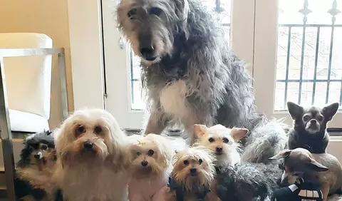 Maurice Munteanu: Jurnal de #stauacasă 34