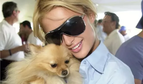 Pet fashion: când animalele de companie definesc stilul