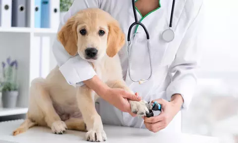 Ce nu au voie câinii să mănânce? Clinica Nord Vet din Suceava a pregătit lista completă!