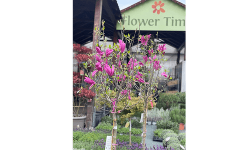 Magnolia, simbolul eleganței: cum o îngrijești și cum o poți înmulți în grădina ta