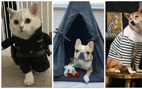 Cei mai celebri influenceri din lumea patrupedelor pe Instagram