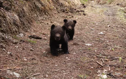 WWF România angajează un purtător de cuvânt pentru ursuleții orfani