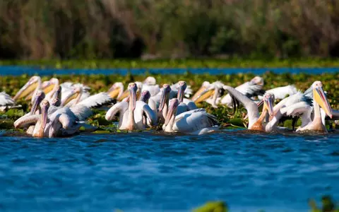 (P) Delta Dunării – paradisul de văzut în acest sezon!