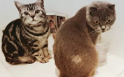 Astăzi este Ziua Internațională a pisicilor! Iată cele mai simpatice feline ale vedetelor din România!