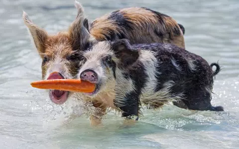 Pig Island – ascunzătoarea secretă a celebrităţilor