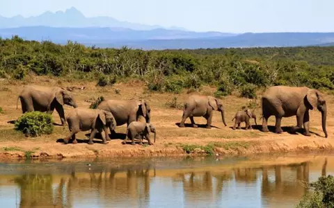 (P) Safari de neuitat în Africa de Sud
