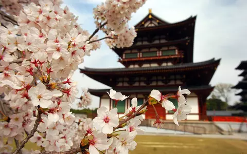 Explorează Japonia în timpul Festivalului Sakura