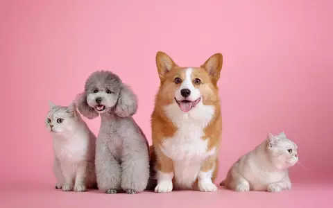 (P) Pleci în vacanță și nu ai cui să lași animalul de companie? Iată ce poți face!