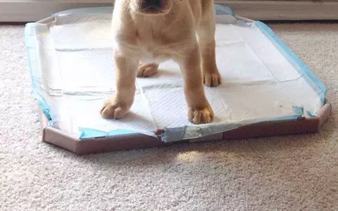 (P) Stiai ca animalele de casa pot fi usor dresate acasa?