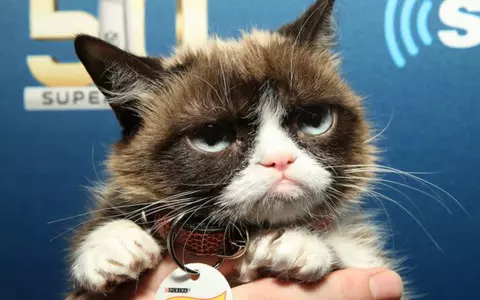 De ce a murit GRUMPY CAT. Pisicuța „morocănoasă” avea 11 milioane de fani pe internet și este prima felină care are statuie din ceară în muzeul Madame Tussauds