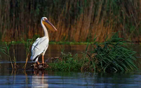 (P) Delta Dunării, paradis pentru turiștii în căutare de relaxare
