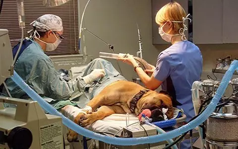 (P) NordVet – Un cabinet veterinar din Suceava pe placul oricărui animal de companie