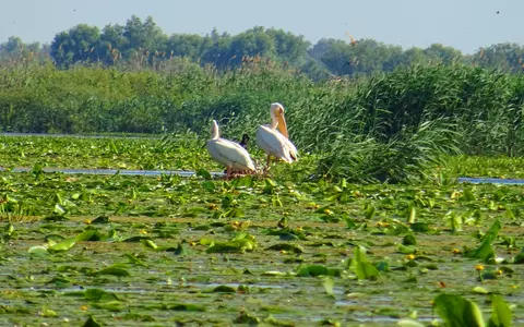 (P) Delta Dunării, raiul iubitorilor de natură