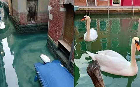 Imagini impresionante. Apele din Veneția s-au curățat, datorită scăderii poluării. În canalele orașului se văd pești și delfini