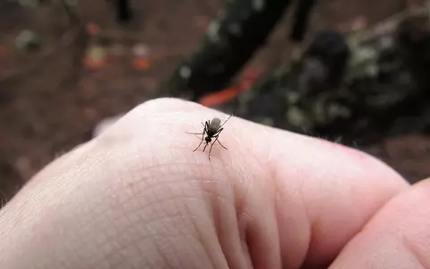 Se poate transmite coronavirusul prin înțepăturile de insecte? Răspunsul oferit de Adrian Streinu-Cercel