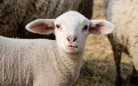 Avem voie să cumpărăm carne de miel pentru masa de Paște, de la furnizorii obișnuiți! Dar trebuie să respectăm câteva reguli ale Poliției!