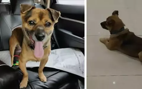 Povestea emoționantă a unui câine din Wuhan, care și-a așteptat stâpânul infectat cu coronavirus trei luni, pe holul spitalului. Îți vor da lacrimile!