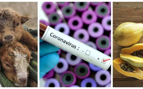 Țara în care orice e posibil: o capră și un fruct au fost testate pozitiv cu noul coronavirus. Explicația este îngrijorătoare
