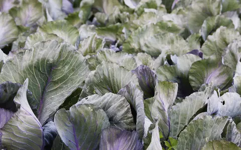 Varza, cel mai bun aliment în curele de slăbire! Topești kilogramele imediat și îți detoxifici organismul: cum trebuie să o consumi