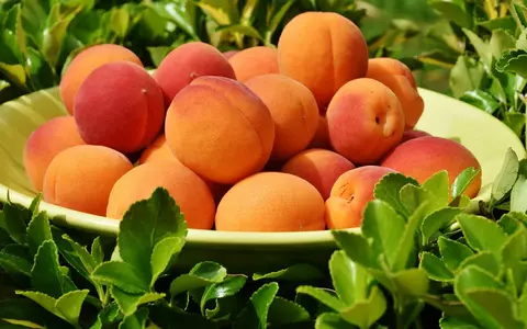 Caisele sunt ideale în curele de slăbire și au beneficii excelente pentru sănătate. Câte calorii au "fructele zeilor"