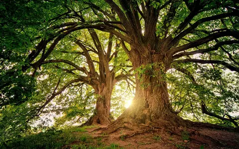 Horoscop arboricol. Află ce copac reprezintă zodia ta și ce trăsături îi sunt asociate!