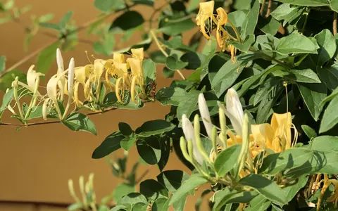 Planta miraculoasă care poate ucide coronavirusul. Crește și la noi, în toate zonele! Cum se prepară decoctul