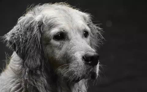 Cum poți sesiza Poliția Animalelor, atunci când ești martorul unor cazuri de cruzime la adresa animalelor