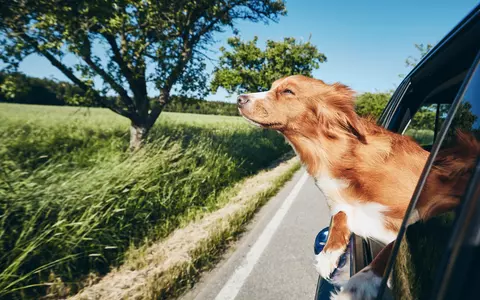 (P)  Scurt ghid de călătorie cu animalele  de companie la munte