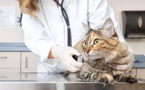 (P) 3+1 motive să ceri părerea medicului veterinar  pentru a-ți proteja animalul de companie de paraziți